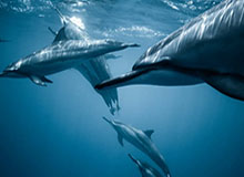 开云体育-全方位训练！库明加更新Ins，晒出一段拳击训练的视频